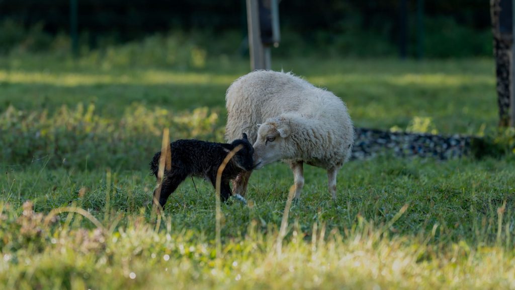 Moutons Arche de Taissy