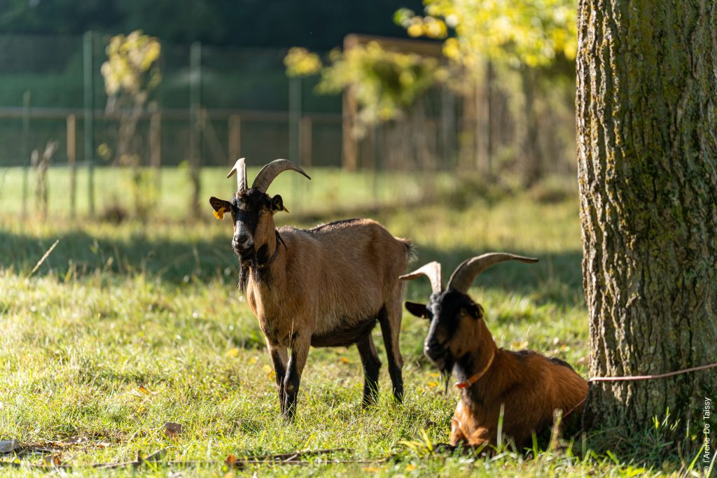Chèvres Arche de Taissy